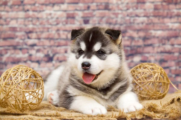 Adorable Husky Puppy Brick Walll — Stock Photo, Image