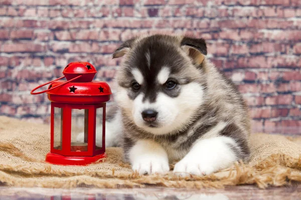 Bonito Husky Filhote Cachorro Com Lanterna Tijolo Fundo — Fotografia de Stock