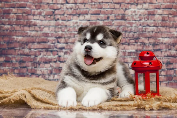有砖底灯笼的可爱的哈士奇小狗 — 图库照片