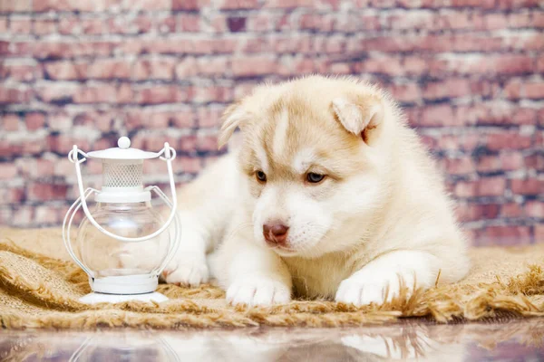 Entzückender Husky Welpe Mit Laterne Gegen Ziegelwand — Stockfoto