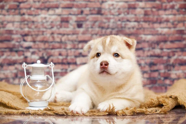 Schattige Husky Puppy Met Lantaarn Tegen Bakstenen Muur — Stockfoto