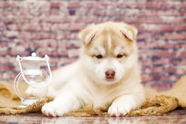 Entzückender Husky Welpe Mit Laterne Gegen Ziegelwand — Stockfoto