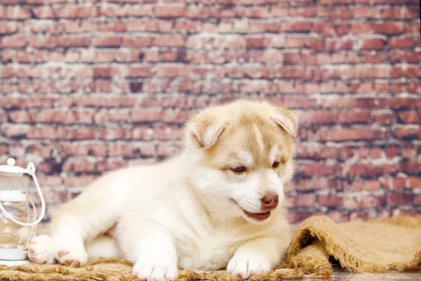 可愛いですハスキー子犬でランタンでレンガの壁に対して — ストック写真