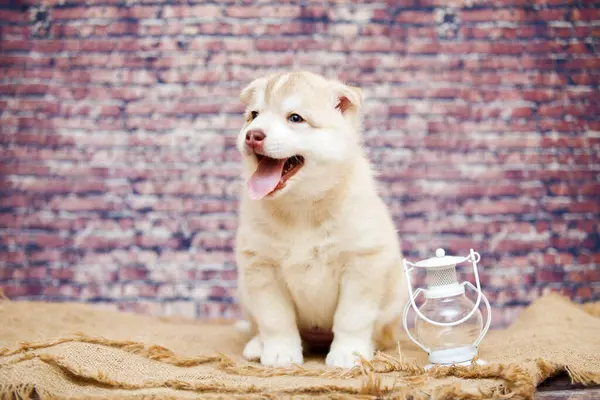 Entzückender Husky Welpe Mit Laterne Gegen Ziegelwand — Stockfoto
