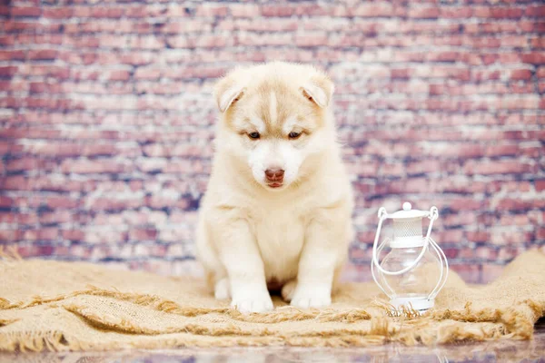 Entzückender Husky Welpe Mit Laterne Gegen Ziegelwand — Stockfoto