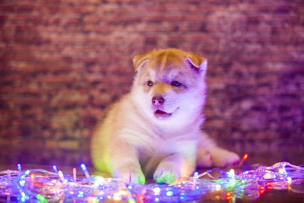 Siberische Husky Puppy Binnen Studio — Stockfoto