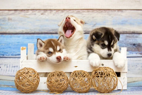 Adorable Husky Puppies Wooden Box — Stock Photo, Image
