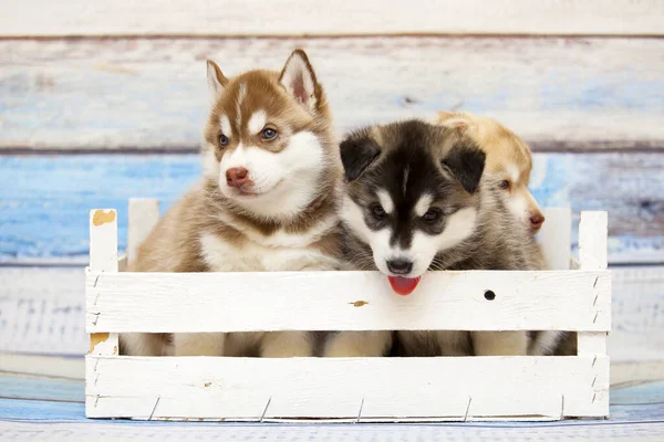 Adorable Husky Puppies Wooden Box — Stock Photo, Image
