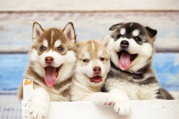 Adorável Husky Filhotes Caixa Madeira — Fotografia de Stock