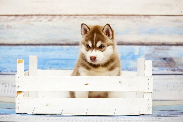 Siberian Husky Puppy Indoors Studio — Stock Photo, Image