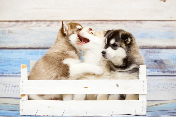 Adorável Husky Filhotes Caixa Madeira — Fotografia de Stock