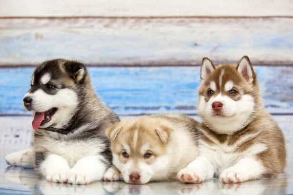 Close Adorável Husky Filhotes Contra Fundo Madeira — Fotografia de Stock