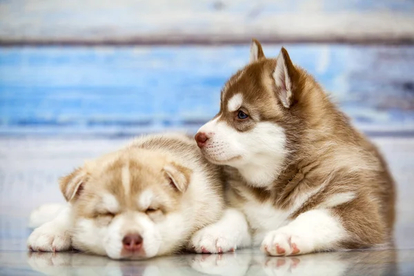 Close Schattige Husky Puppies Tegen Houten Achtergrond — Stockfoto