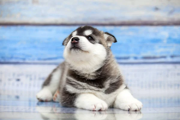 Cachorro Husky Siberiano Dentro Casa Estúdio — Fotografia de Stock