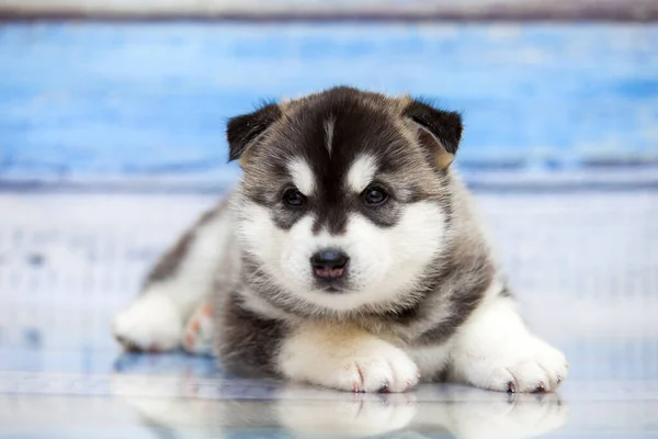 Cachorro Husky Siberiano Dentro Casa Estúdio — Fotografia de Stock