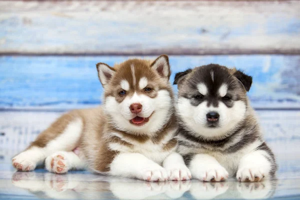 Tahta Arka Planda Sevimli Köpek Yavrularını Kapatın — Stok fotoğraf