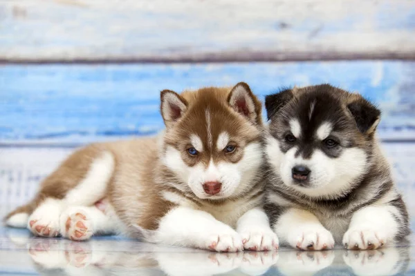 Close Adorável Husky Filhotes Contra Fundo Madeira — Fotografia de Stock