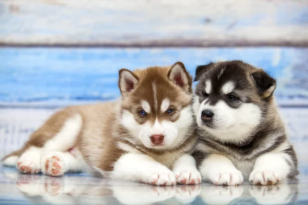 Cerca Adorables Cachorros Husky Sobre Fondo Madera —  Fotos de Stock