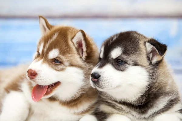 Close Adorável Husky Filhotes Contra Fundo Madeira — Fotografia de Stock