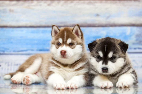Cerca Adorables Cachorros Husky Sobre Fondo Madera — Foto de Stock