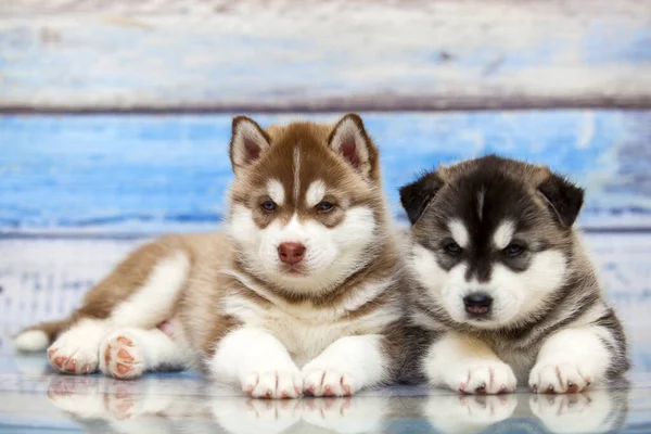 Närbild Bedårande Husky Valpar Mot Trä Bakgrund — Stockfoto