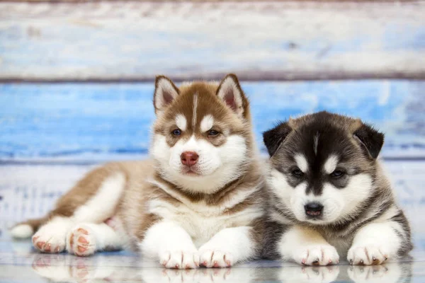 Close Adorável Husky Filhotes Contra Fundo Madeira — Fotografia de Stock