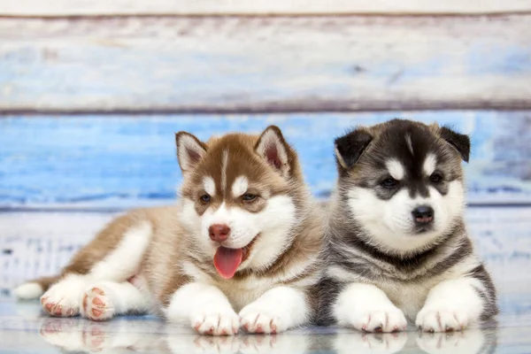 Cerca Adorables Cachorros Husky Sobre Fondo Madera — Foto de Stock