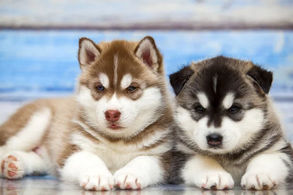 Vicino Adorabile Husky Cuccioli Sfondo Legno — Foto Stock