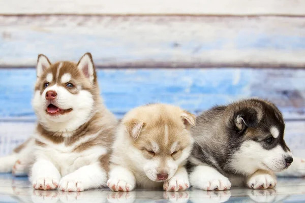 Cerca Adorables Cachorros Husky Sobre Fondo Madera — Foto de Stock