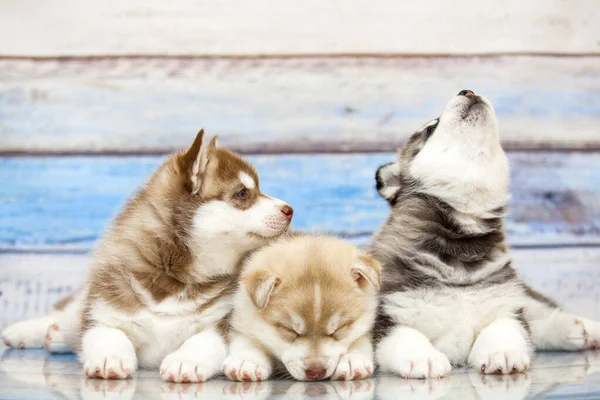 Cerca Adorables Cachorros Husky Sobre Fondo Madera — Foto de Stock