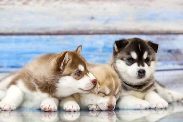 Cerca Adorables Cachorros Husky Sobre Fondo Madera —  Fotos de Stock