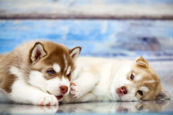 Close Adorável Husky Filhotes Contra Fundo Madeira — Fotografia de Stock