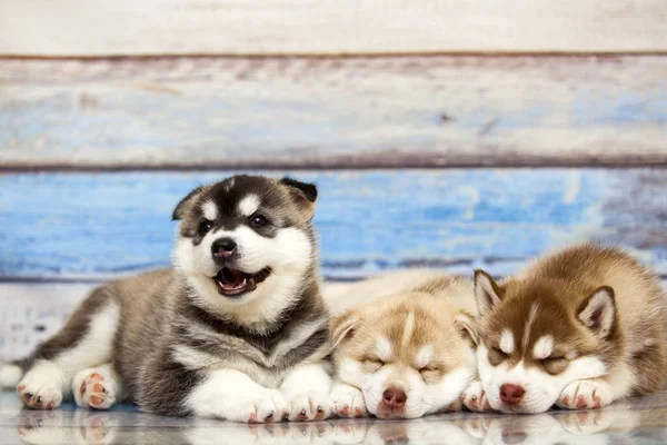 Close Adorable Husky Puppies Wooden Background — Stock Photo, Image