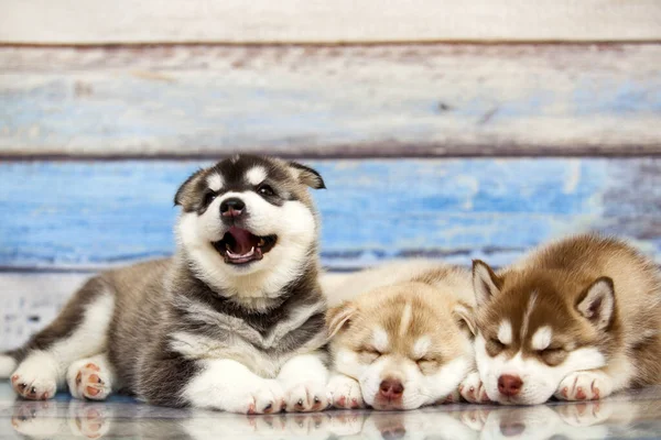 Vicino Adorabile Husky Cuccioli Sfondo Legno — Foto Stock