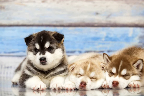 Närbild Bedårande Husky Valpar Mot Trä Bakgrund — Stockfoto