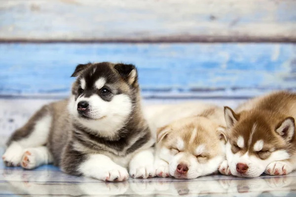 Close Adorable Husky Puppies Wooden Background — Stock Photo, Image