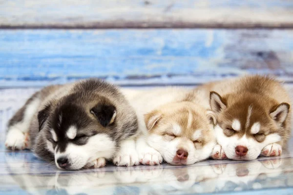 Närbild Bedårande Husky Valpar Mot Trä Bakgrund — Stockfoto