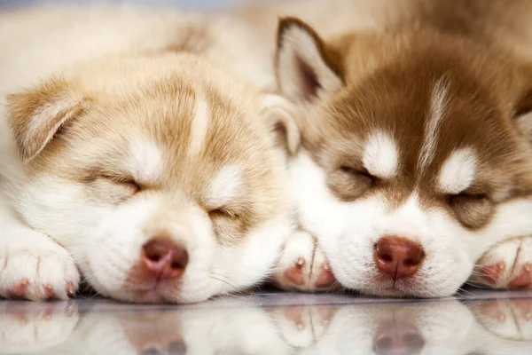 Close Husky Puppies — Stock Photo, Image