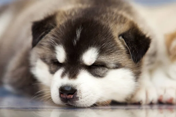 Sibirischer Husky Welpe Drinnen Studio — Stockfoto