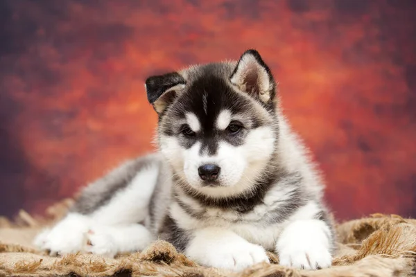 Close Retrato Filhote Cachorro Bonito Husky — Fotografia de Stock