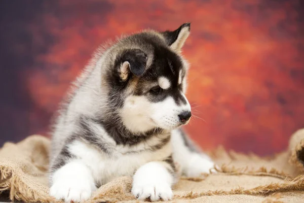 Close Portrait Cute Husky Puppy — Stock Photo, Image