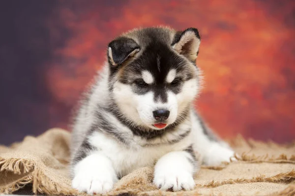 Primer Plano Retrato Lindo Husky Cachorro —  Fotos de Stock