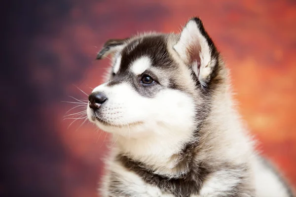 Zblízka Portrét Roztomilé Husky Štěně — Stock fotografie