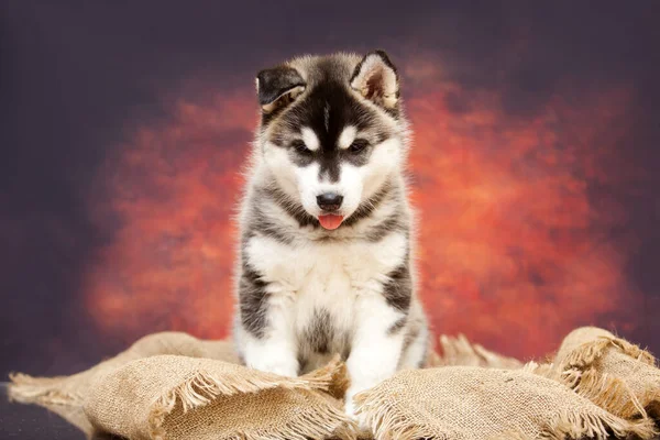 Közeli Portré Aranyos Husky Kiskutya — Stock Fotó