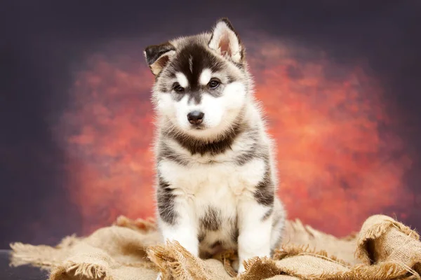 Közeli Portré Aranyos Husky Kiskutya — Stock Fotó