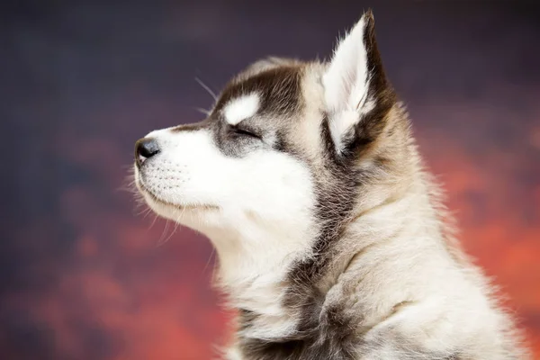 Şirin Köpek Yavrusunun Yakın Portresi — Stok fotoğraf