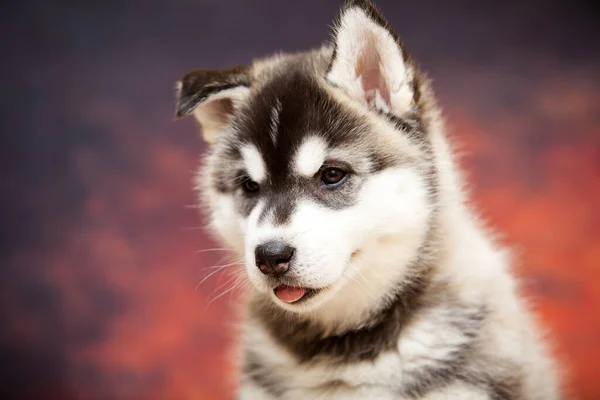 Şirin Köpek Yavrusunun Yakın Portresi — Stok fotoğraf