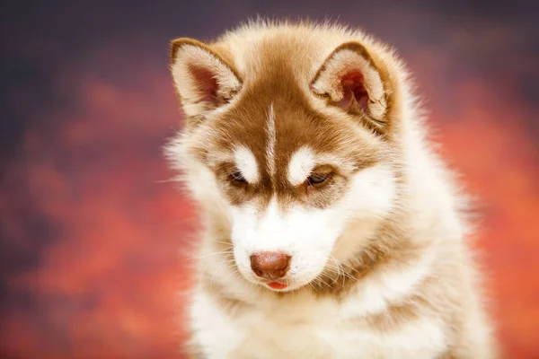 Close Portret Van Schattig Husky Puppy — Stockfoto