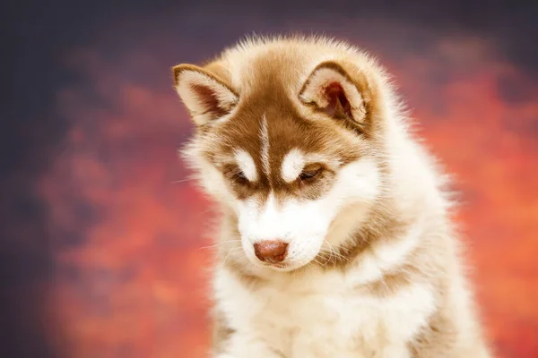 Primer Plano Retrato Lindo Husky Cachorro —  Fotos de Stock