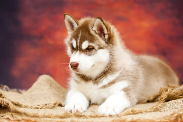 Siberische Husky Puppy Binnen Studio — Stockfoto